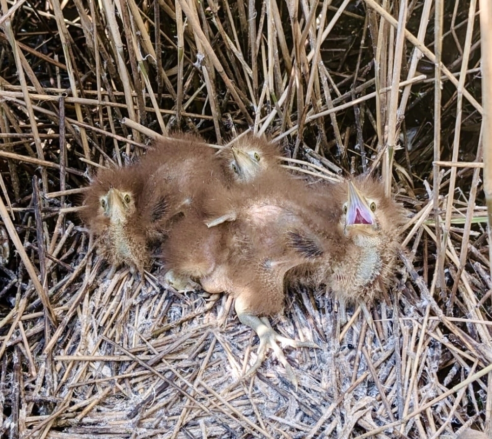 Bitterns hatch at WWT Martin Mere - A first in reserve history